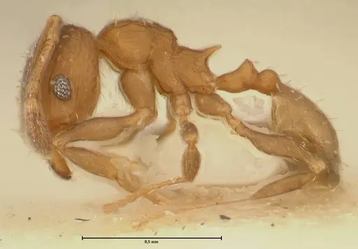 Pheidole incurvata specimen FOCOL1422 image focol1422_3