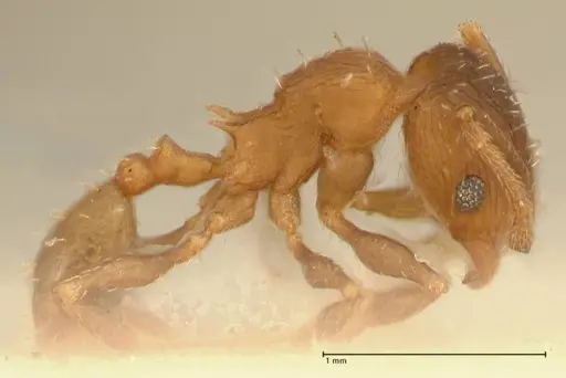 Pheidole incurvata specimen FOCOL1422 image focol1422_4