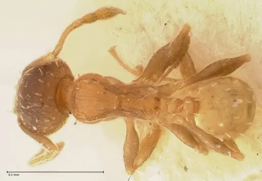 Pheidole incurvata specimen FOCOL1423 image focol1423_1