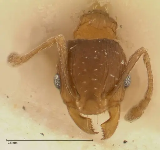 Pheidole incurvata specimen FOCOL1423 image focol1423_2