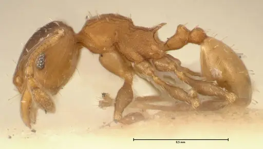 Pheidole incurvata specimen FOCOL1423 image focol1423_3