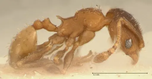 Pheidole incurvata specimen FOCOL1423 image focol1423_4