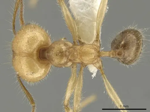 Pheidole indagarama specimen CASENT0636566 image casent0636566_1