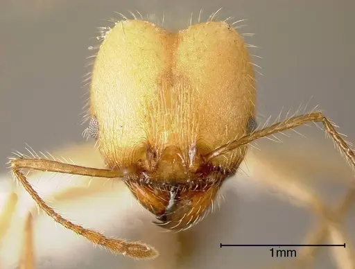 Pheidole indagarama specimen CASENT0636566 image casent0636566_2