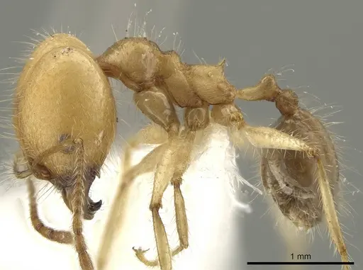Pheidole indagarama specimen CASENT0636566 image casent0636566_3