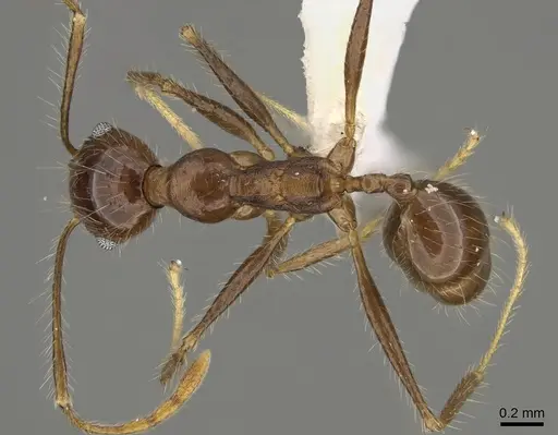 Pheidole indagarama specimen CASENT0646381 image casent0646381_1