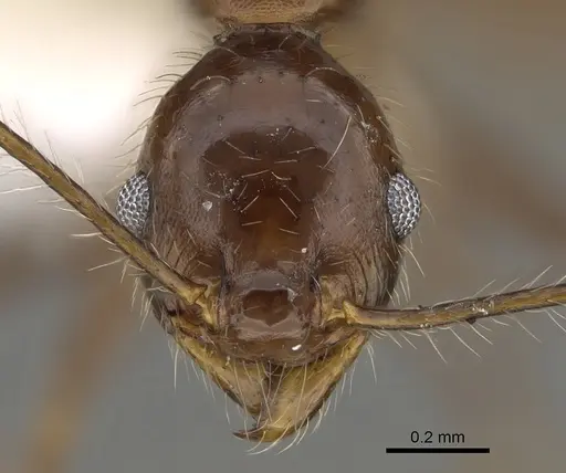 Pheidole indagarama specimen CASENT0646381 image casent0646381_2