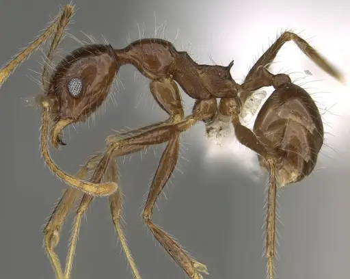 Pheidole indagarama specimen CASENT0646381 image casent0646381_3