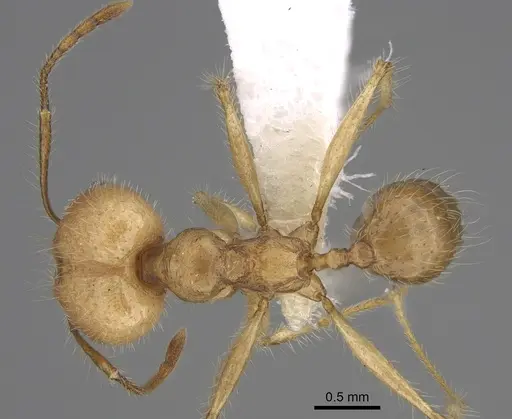 Pheidole indagarama specimen CASENT0646384 image casent0646384_1