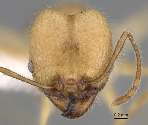 Pheidole indagarama specimen CASENT0646384 image casent0646384_2
