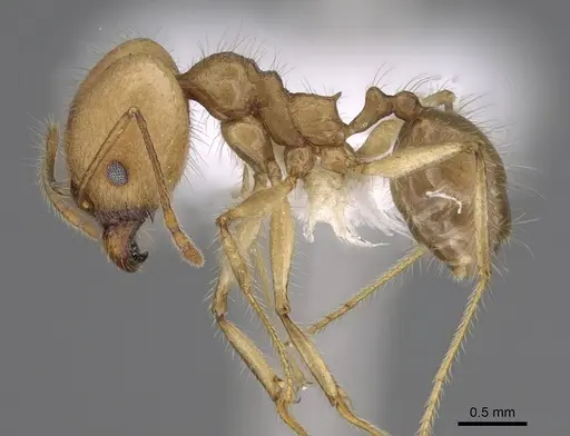 Pheidole indagarama specimen CASENT0646384 image casent0646384_3