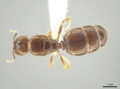 Pheidole indagarama specimen CASENT0646386 image casent0646386_1
