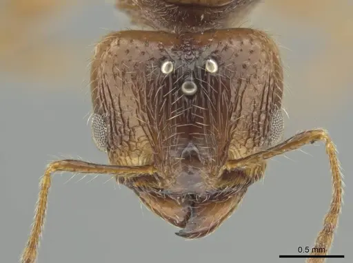Pheidole indagarama specimen CASENT0646386 image casent0646386_2