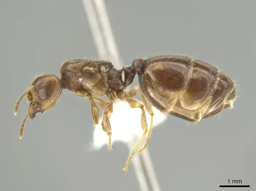 Pheidole indagarama specimen CASENT0646386 image casent0646386_3