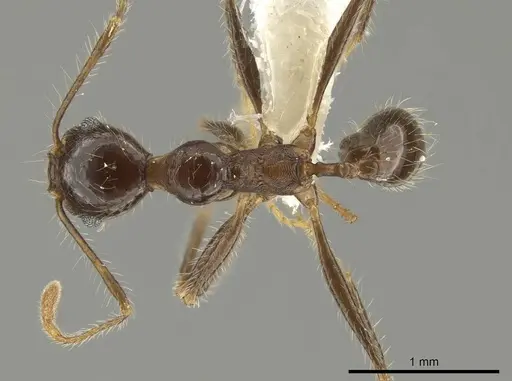 Pheidole indagarama specimen INBIOCRI002281912 image inbiocri002281912_1