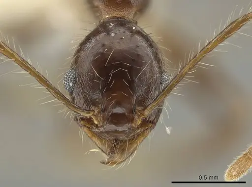 Pheidole indagarama specimen INBIOCRI002281912 image inbiocri002281912_2