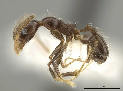 Pheidole indagarama specimen INBIOCRI002281912 image inbiocri002281912_3