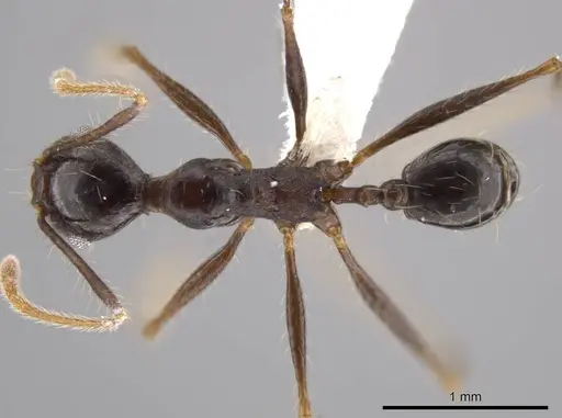 Pheidole indagatrix specimen CASENT0617814 image casent0617814_1
