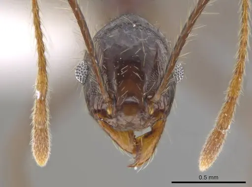 Pheidole indagatrix specimen CASENT0617814 image casent0617814_2
