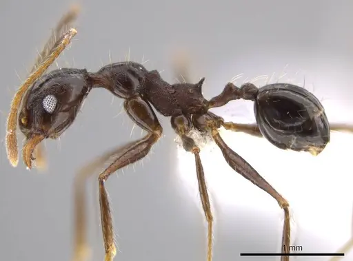 Pheidole indagatrix specimen CASENT0617814 image casent0617814_3