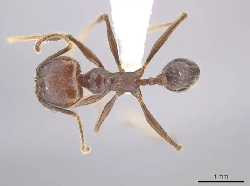 Pheidole indagatrix specimen CASENT0617815 image casent0617815_1