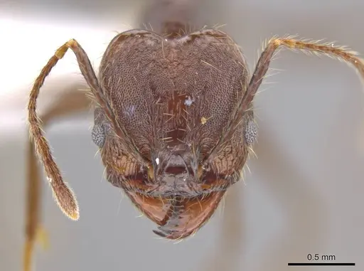 Pheidole indagatrix specimen CASENT0617815 image casent0617815_2