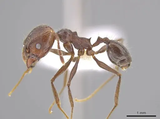Pheidole indagatrix specimen CASENT0617815 image casent0617815_3