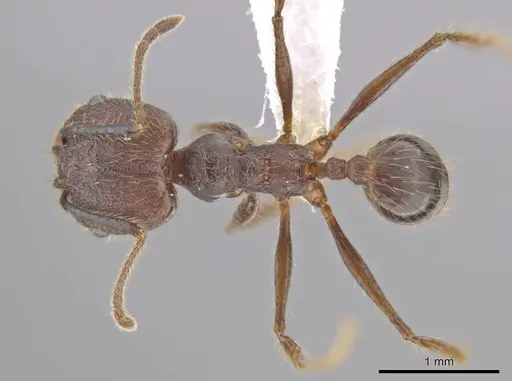 Pheidole indagatrix specimen CASENT0618218 image casent0618218_1