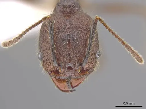 Pheidole indagatrix specimen CASENT0618218 image casent0618218_2