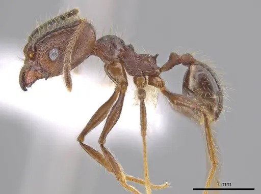 Pheidole indagatrix specimen CASENT0618218 image casent0618218_3