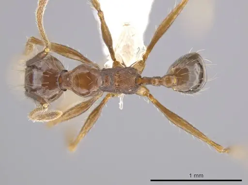 Pheidole indagatrix specimen CASENT0618219 image casent0618219_1