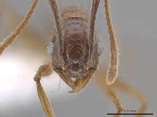 Pheidole indagatrix specimen CASENT0618219 image casent0618219_2