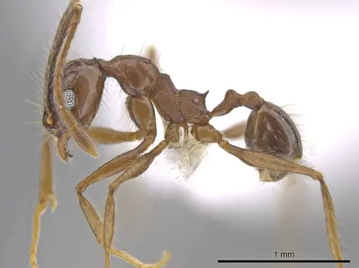 Pheidole indagatrix specimen CASENT0618219 image casent0618219_3