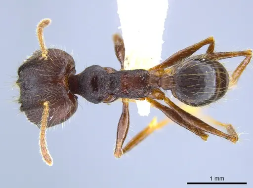 Pheidole indagatrix specimen CASENT0633717 image casent0633717_1