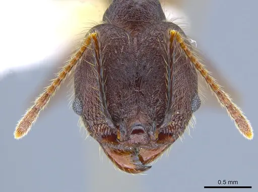 Pheidole indagatrix specimen CASENT0633717 image casent0633717_2