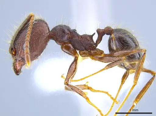 Pheidole indagatrix specimen CASENT0633717 image casent0633717_3