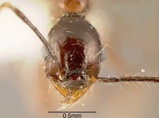 Pheidole indagatrix specimen CASENT0635478 image casent0635478_1
