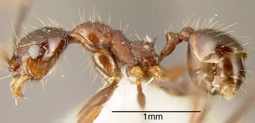 Pheidole indagatrix specimen CASENT0635478 image casent0635478_2