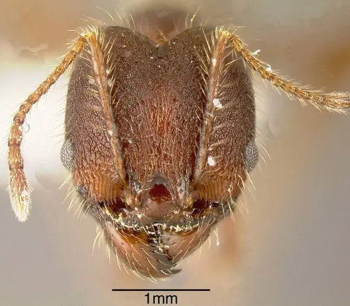 Pheidole indagatrix specimen INBIOCRI002272029 image inbiocri002272029_1