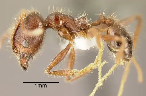 Pheidole indagatrix specimen INBIOCRI002272029 image inbiocri002272029_2