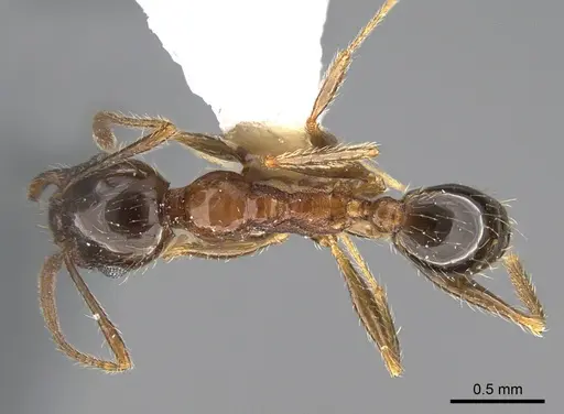 Pheidole indica specimen ANTWEB1041897 image antweb1041897_1