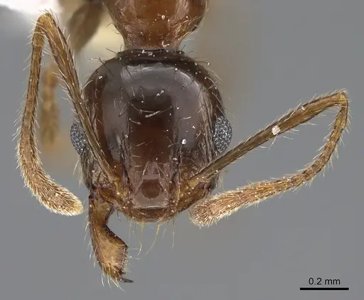 Pheidole indica specimen ANTWEB1041897 image antweb1041897_2