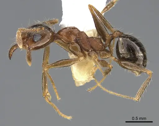 Pheidole indica specimen ANTWEB1041897 image antweb1041897_3