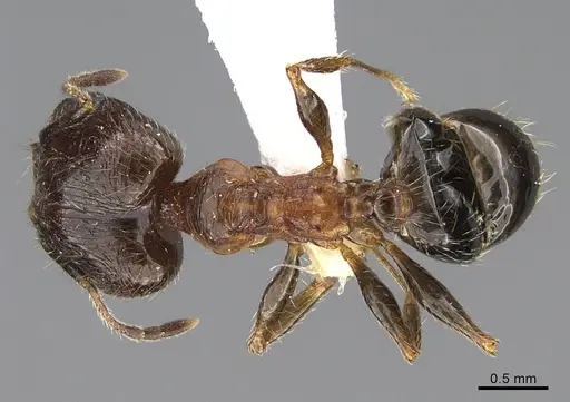 Pheidole indica specimen ANTWEB1041900 image antweb1041900_1