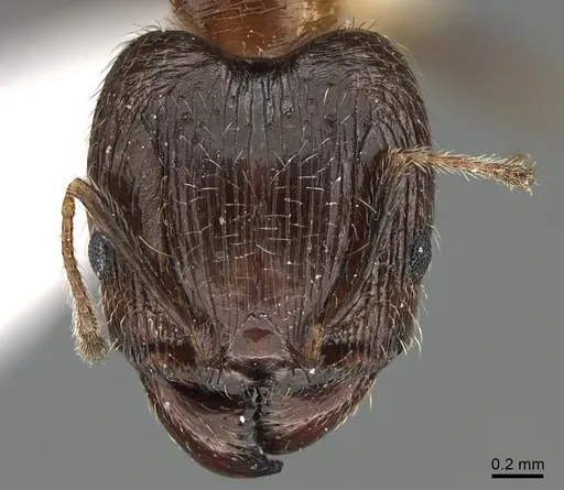 Pheidole indica specimen ANTWEB1041900 image antweb1041900_2