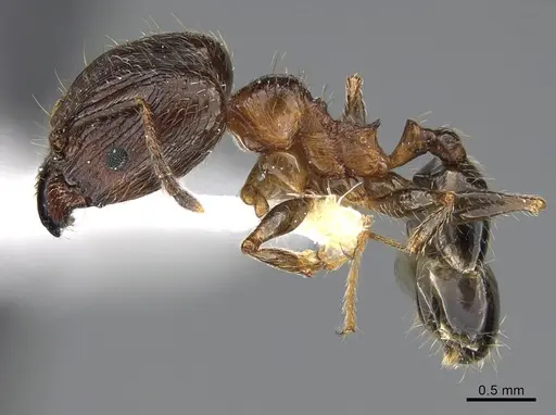 Pheidole indica specimen ANTWEB1041900 image antweb1041900_3