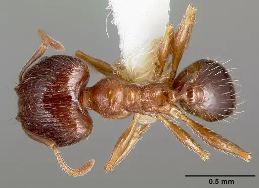 Pheidole indica specimen CASENT0005777 image casent0005777_1