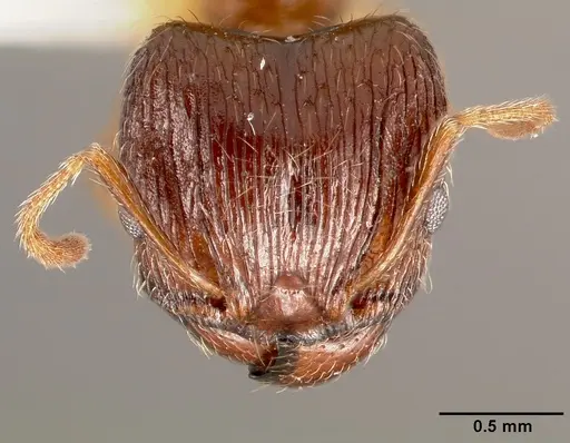 Pheidole indica specimen CASENT0005777 image casent0005777_2