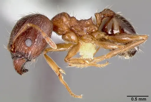 Pheidole indica specimen CASENT0005777 image casent0005777_3