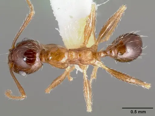 Pheidole indica specimen CASENT0005778 image casent0005778_1